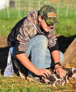 weaning-pasture-piglets